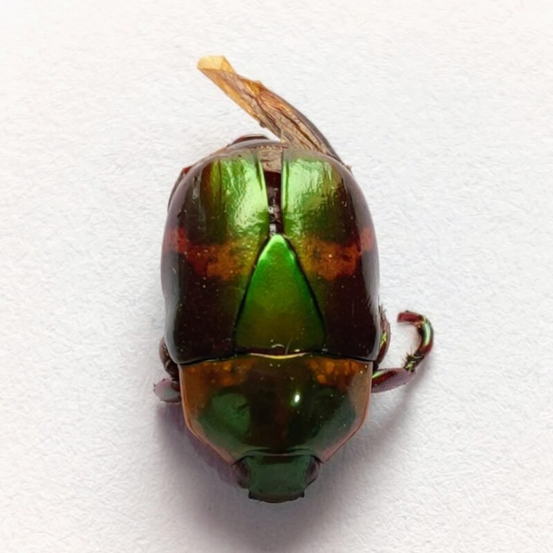 11 Scarabaeidae
