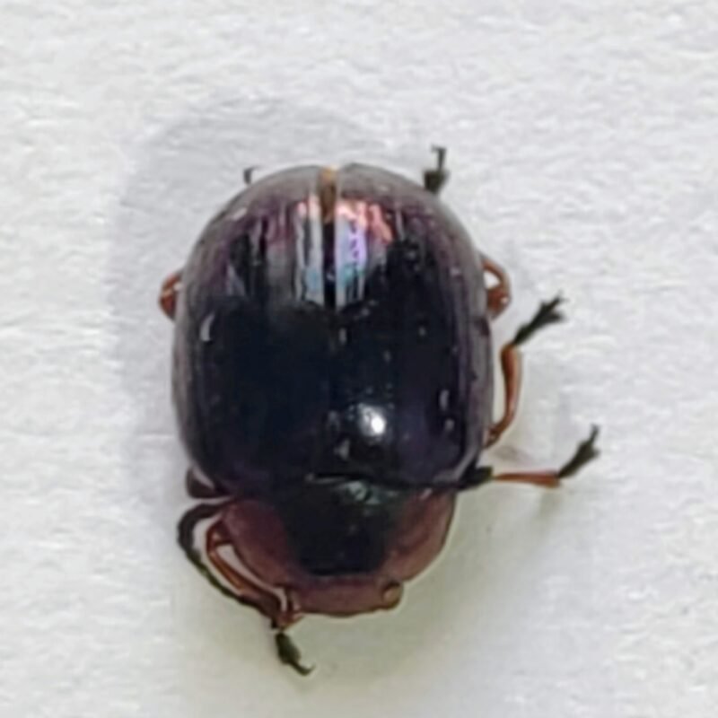 110 Chrysomelidae