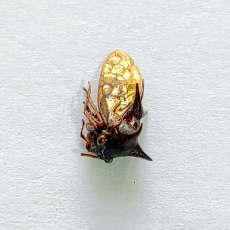 110 Membracidae