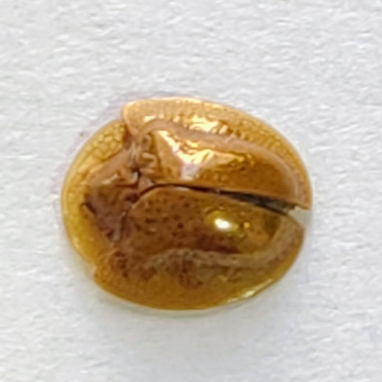 111 Chrysomelidae - Image 2