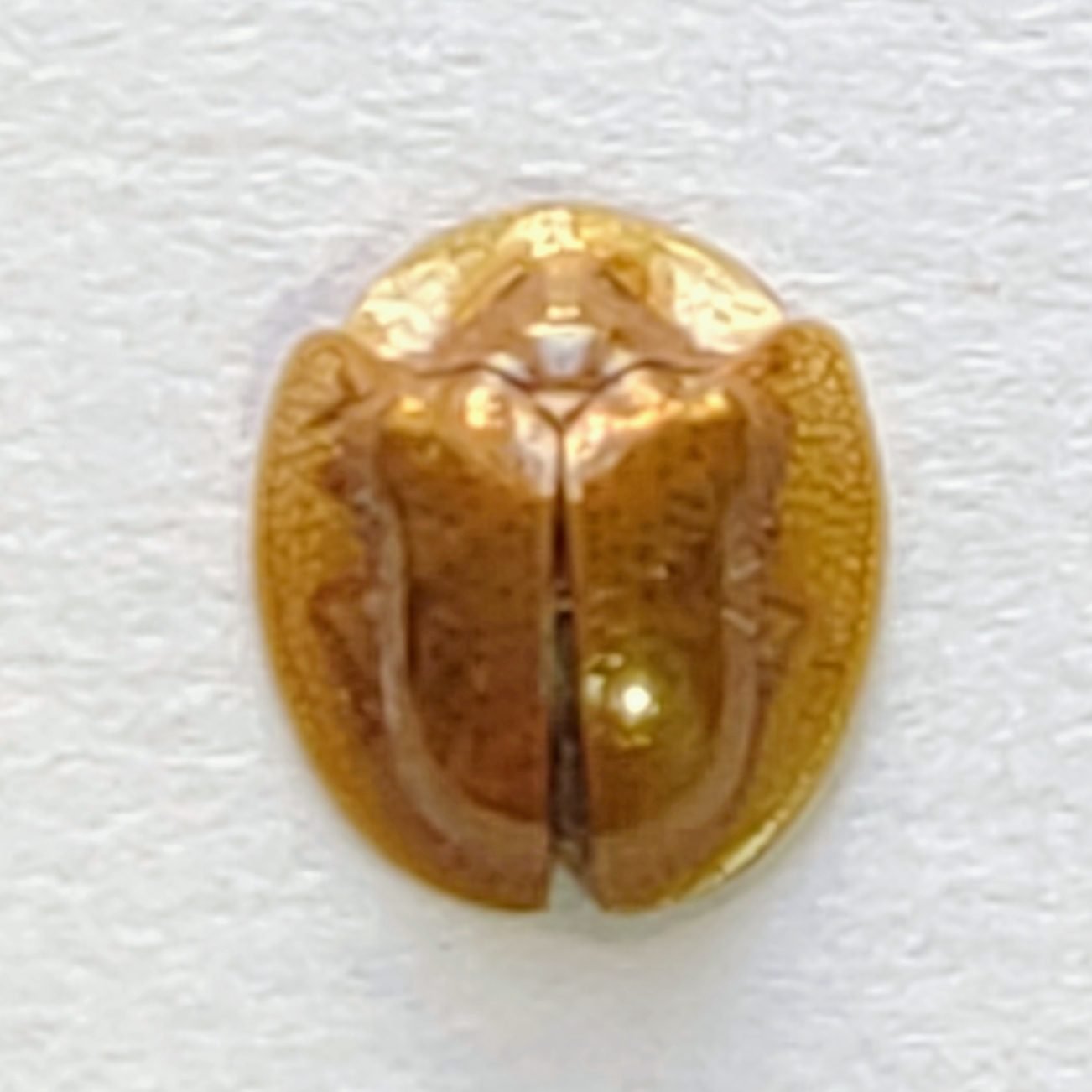 111 Chrysomelidae - Image 3