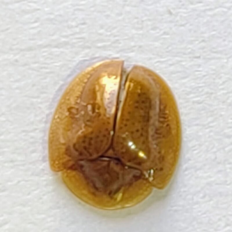 111 Chrysomelidae