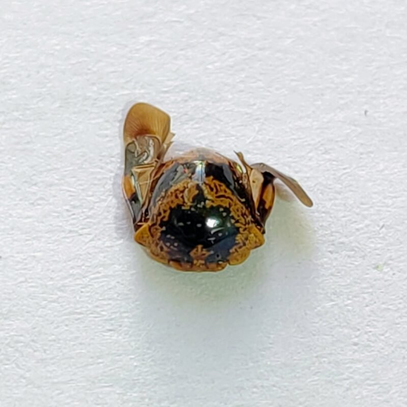 111 Membracidae