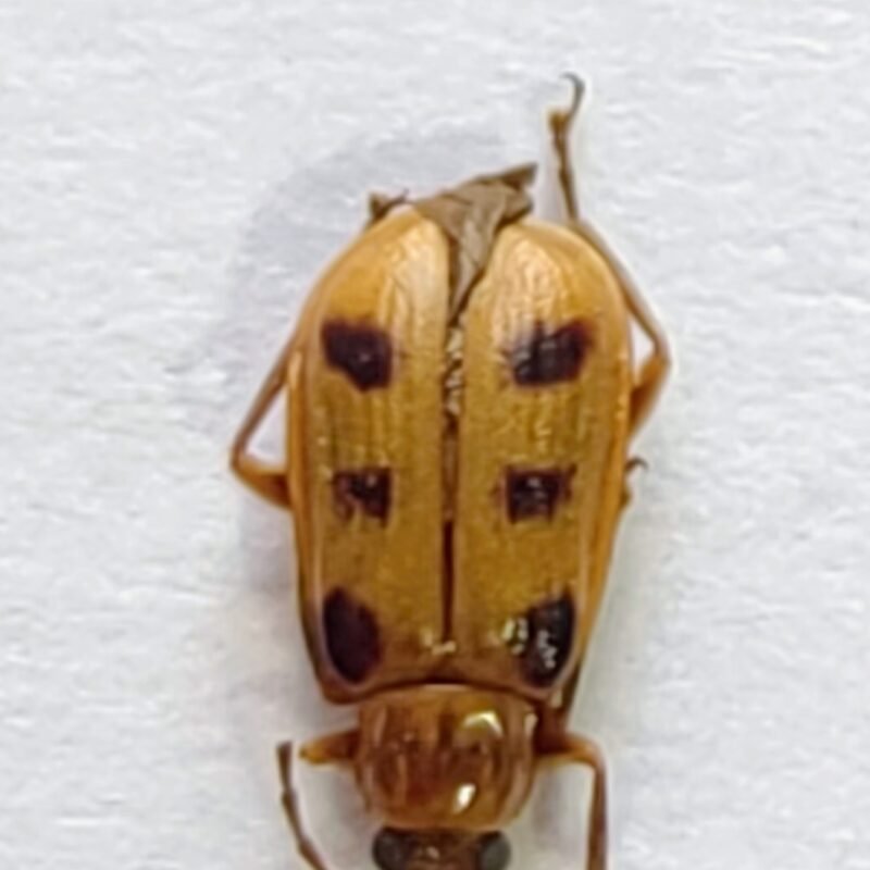 112 Chrysomelidae