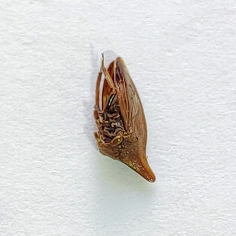 112 Membracidae