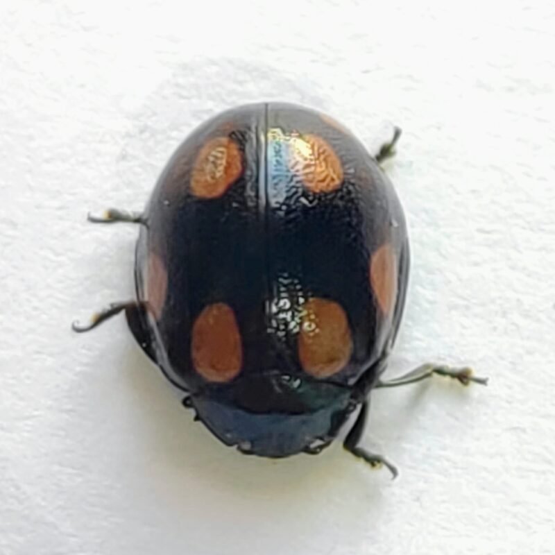 113 Chrysomelidae