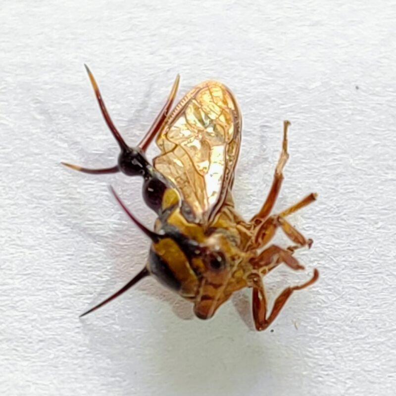 113 Membracidae