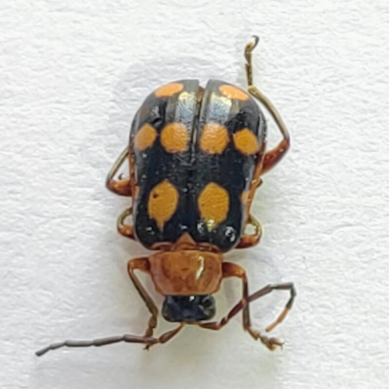 114 Chrysomelidae