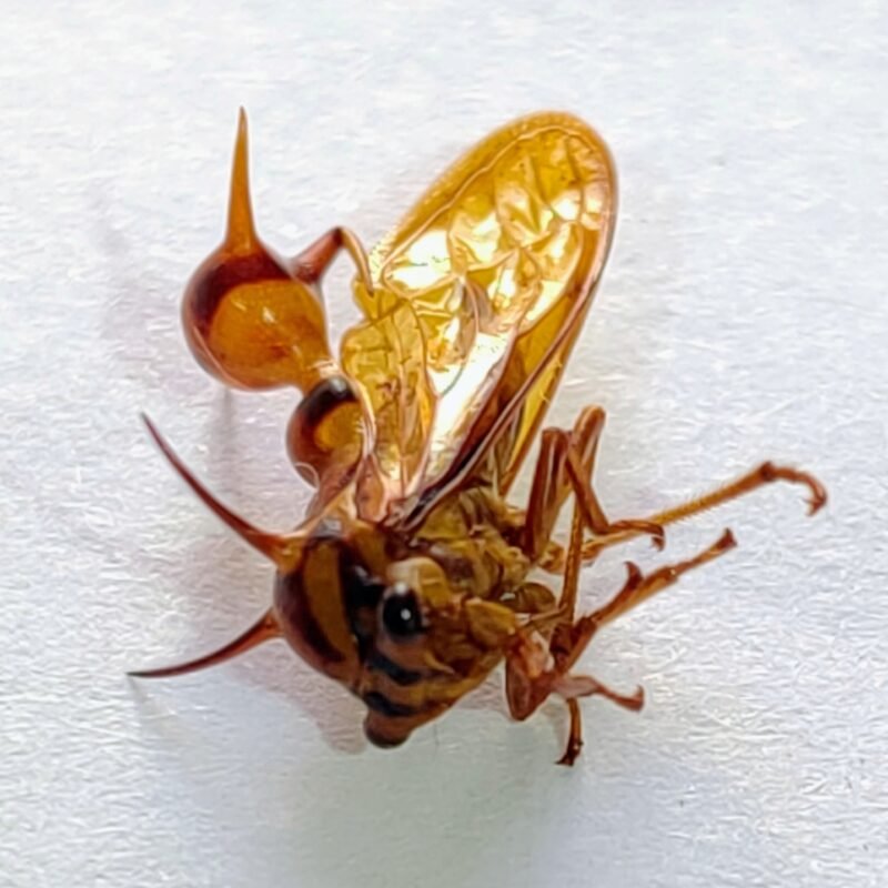 114 Membracidae