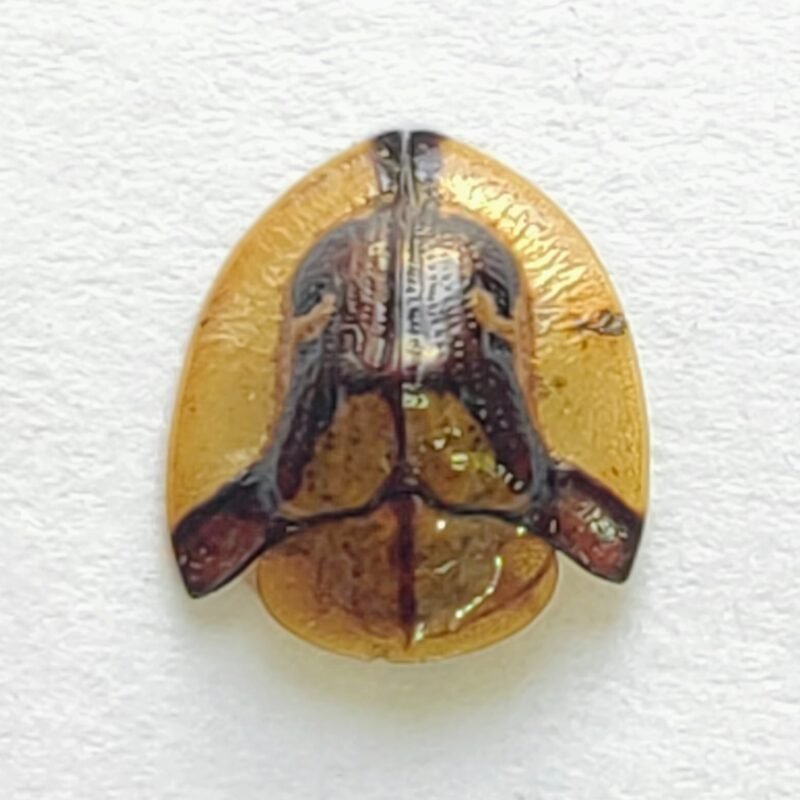 115 Chrysomelidae