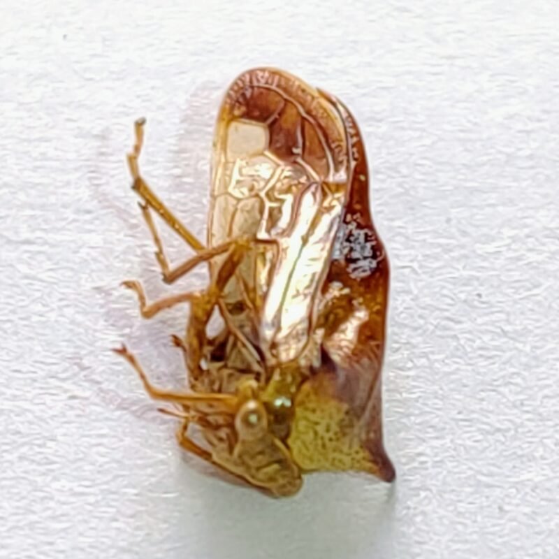 115 Membracidae