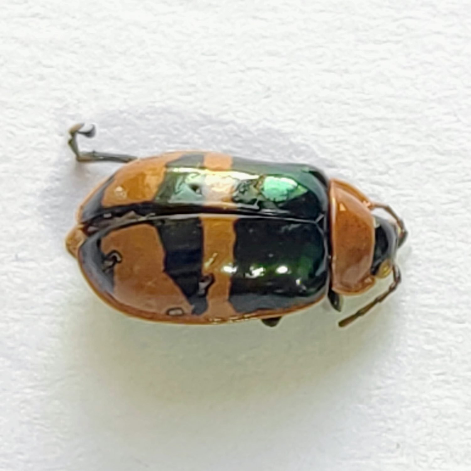116 Chrysomelidae - Image 2