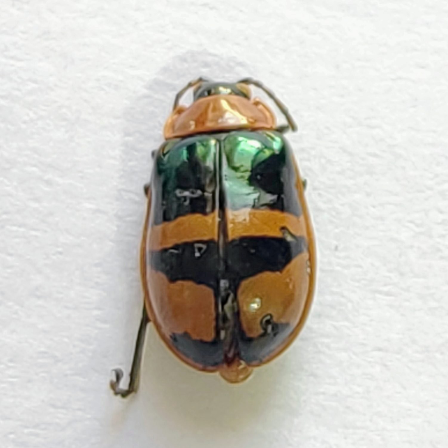 116 Chrysomelidae - Image 3