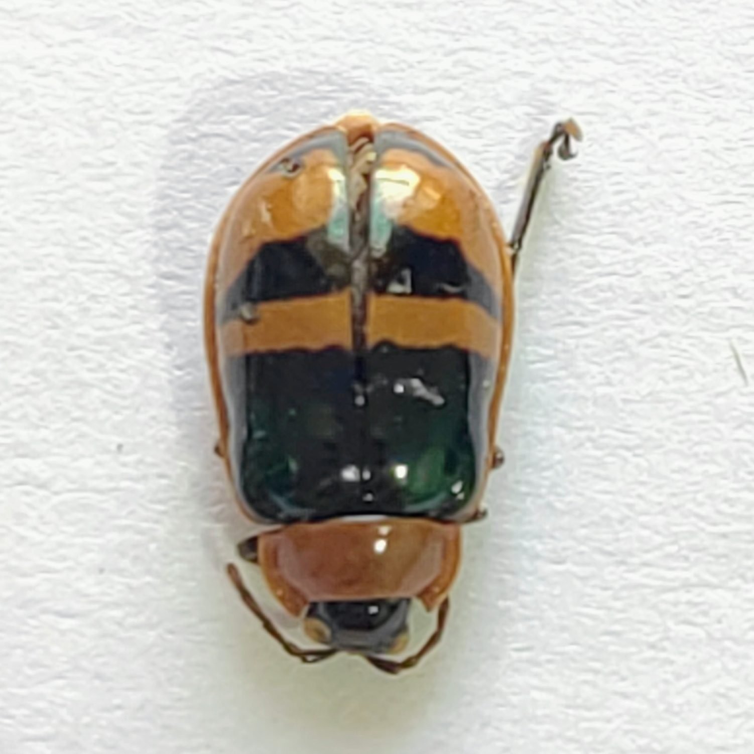 116 Chrysomelidae