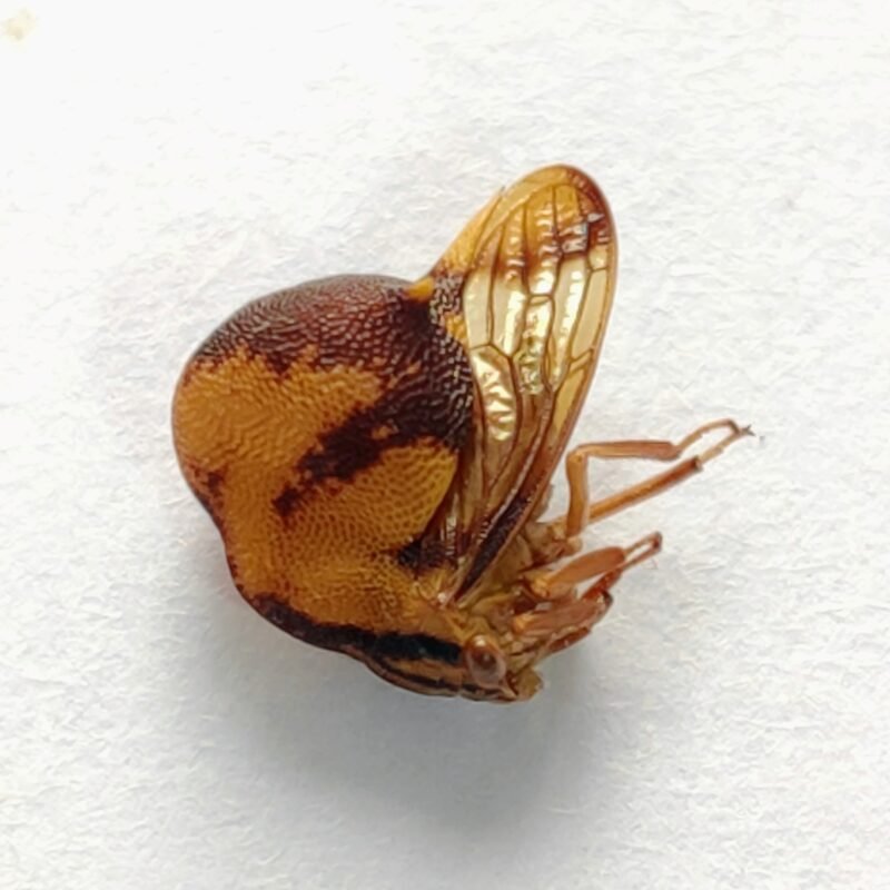 116 Membracidae