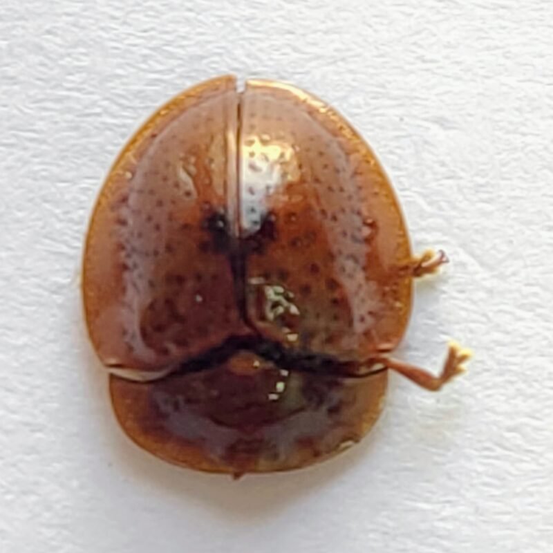 117 Chrysomelidae