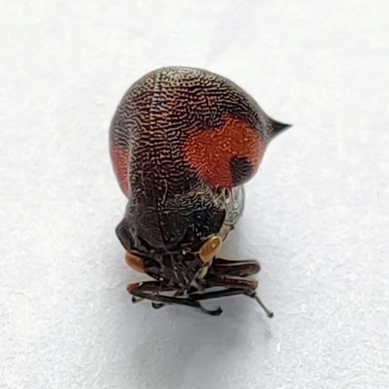 117 Membracidae