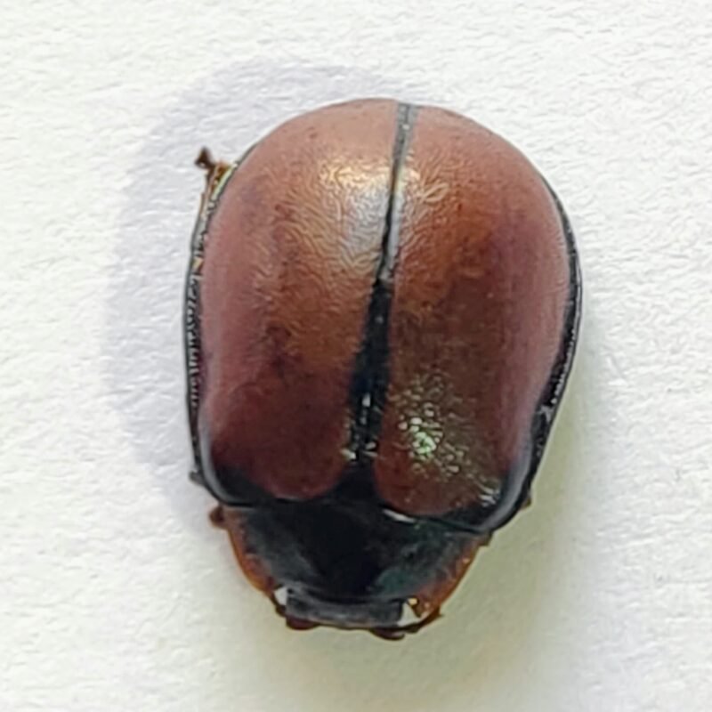 118 Chrysomelidae