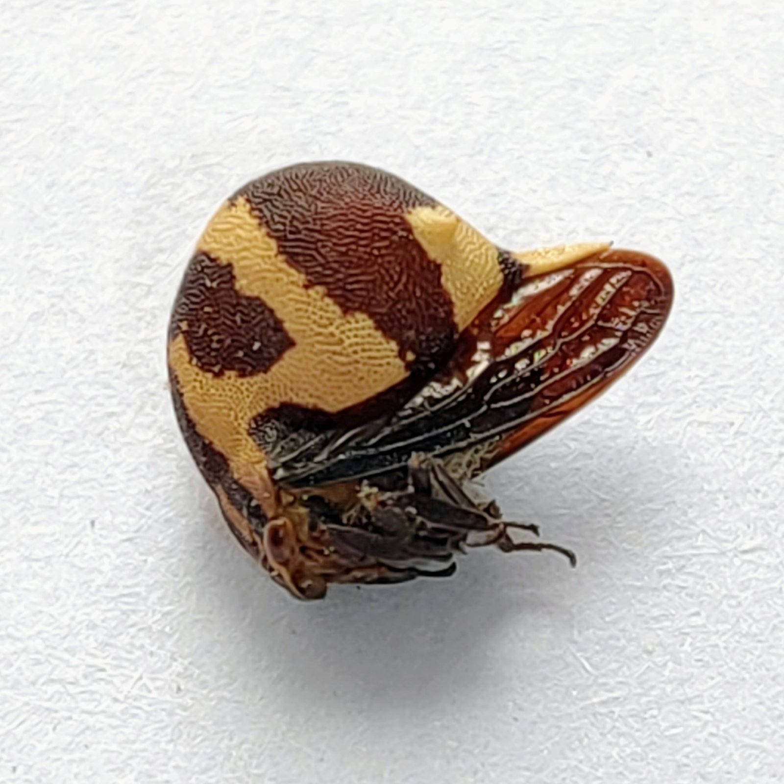 118 Membracidae - Image 2