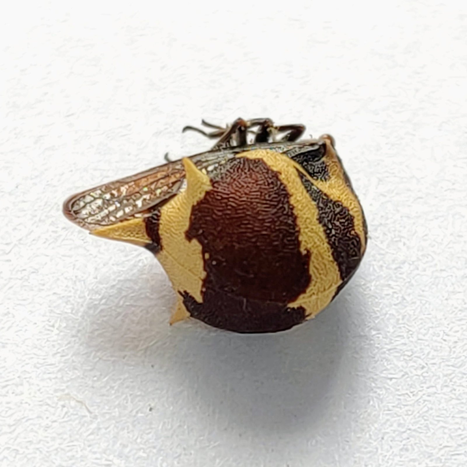118 Membracidae - Image 3
