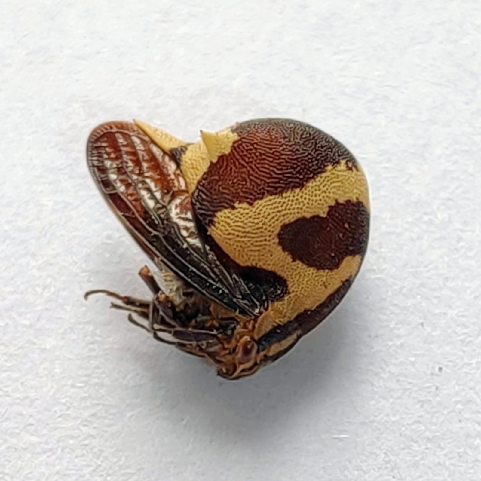 118 Membracidae