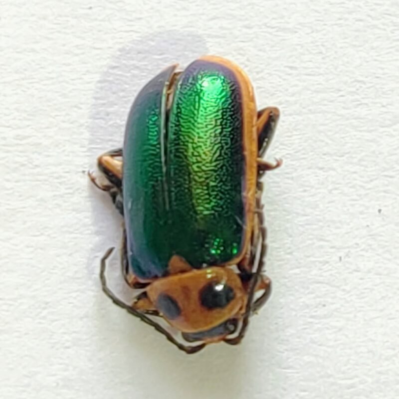 119 Chrysomelidae
