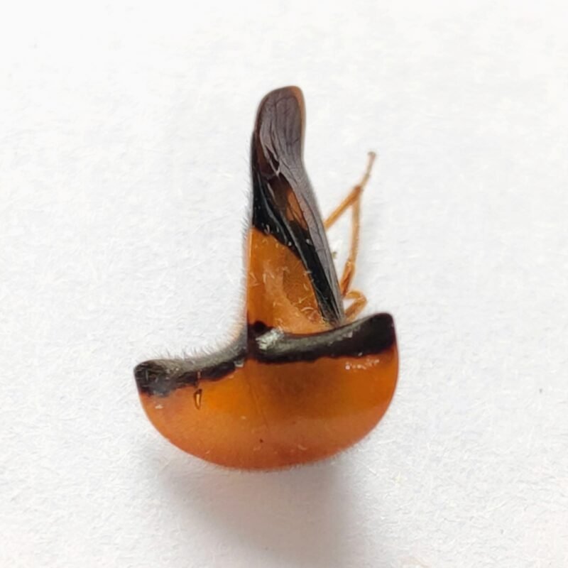 119 Membracidae