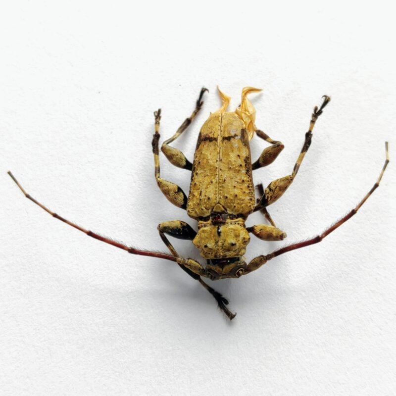 12 Cerambicidae