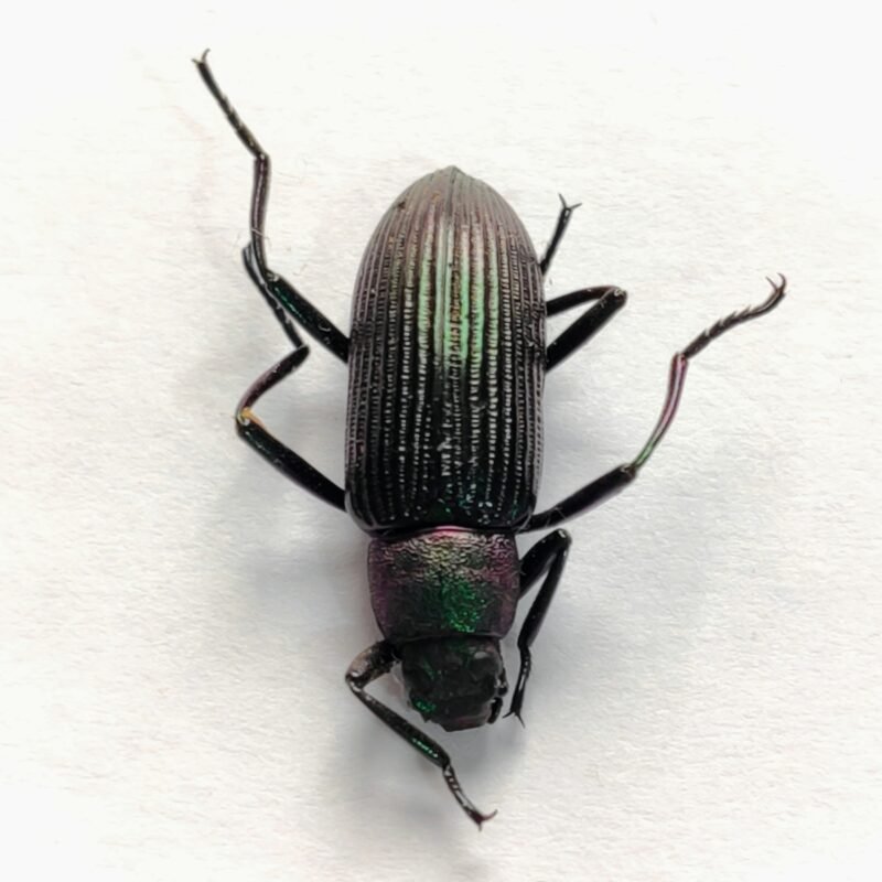 12 Chrysomelidae