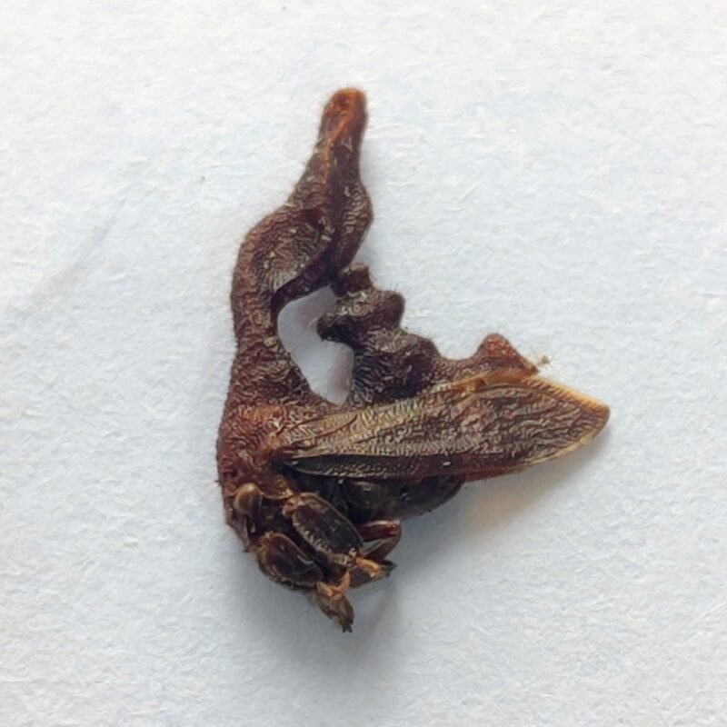 12 Membracidae