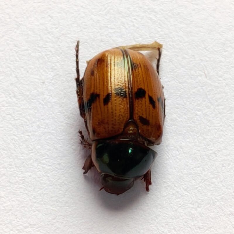 12 Scarabaeidae
