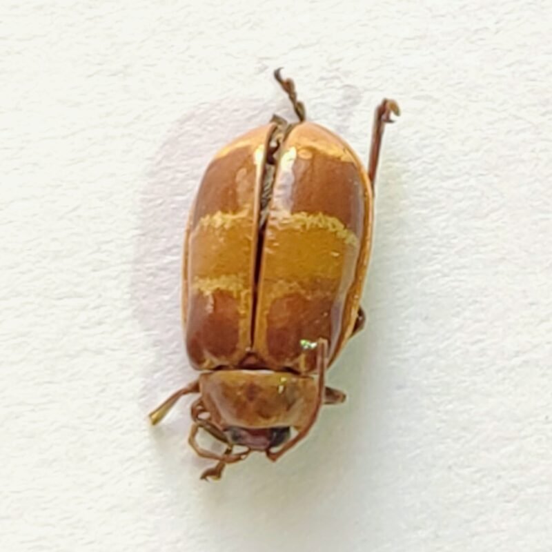 120 Chrysomelidae