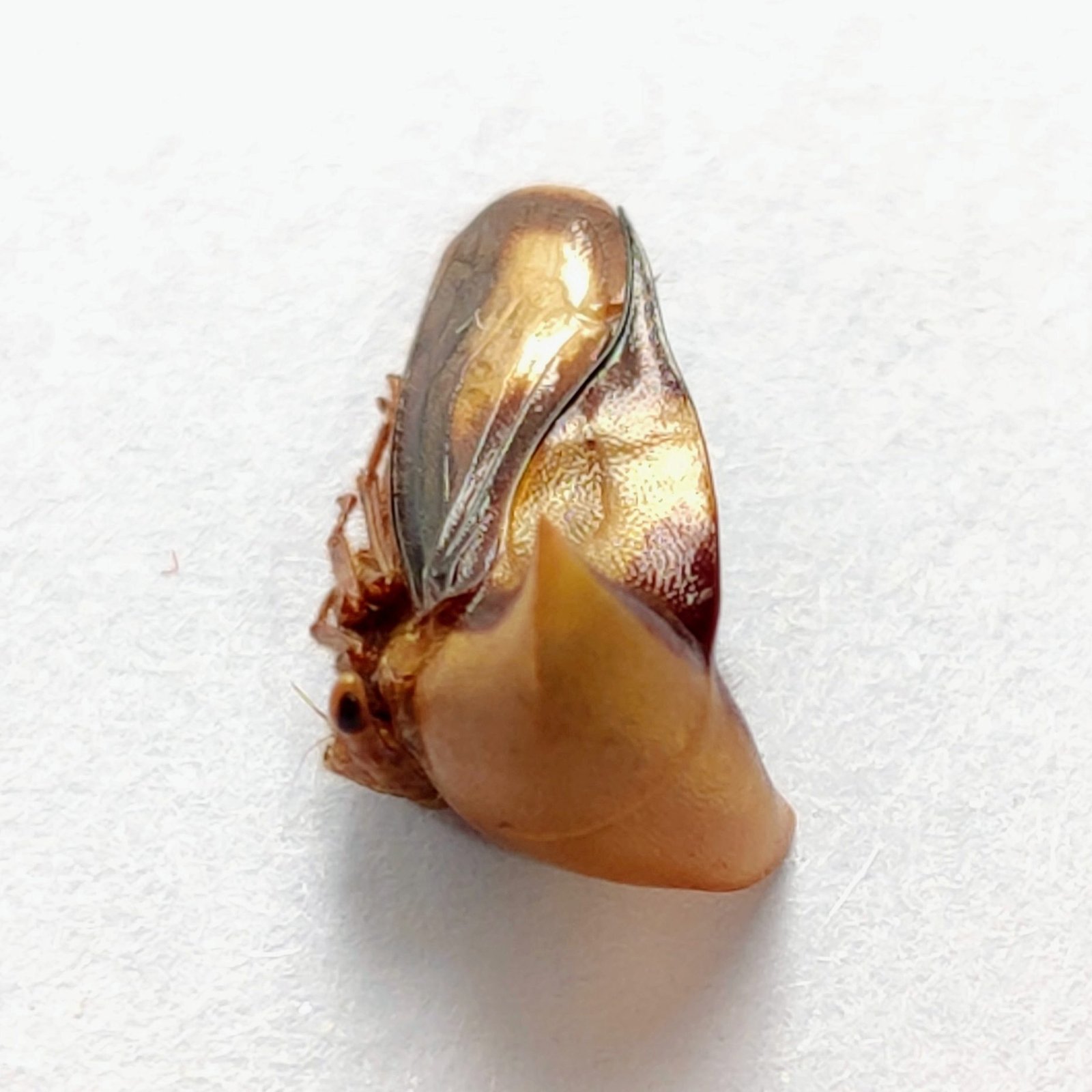 120 Membracidae - Image 2
