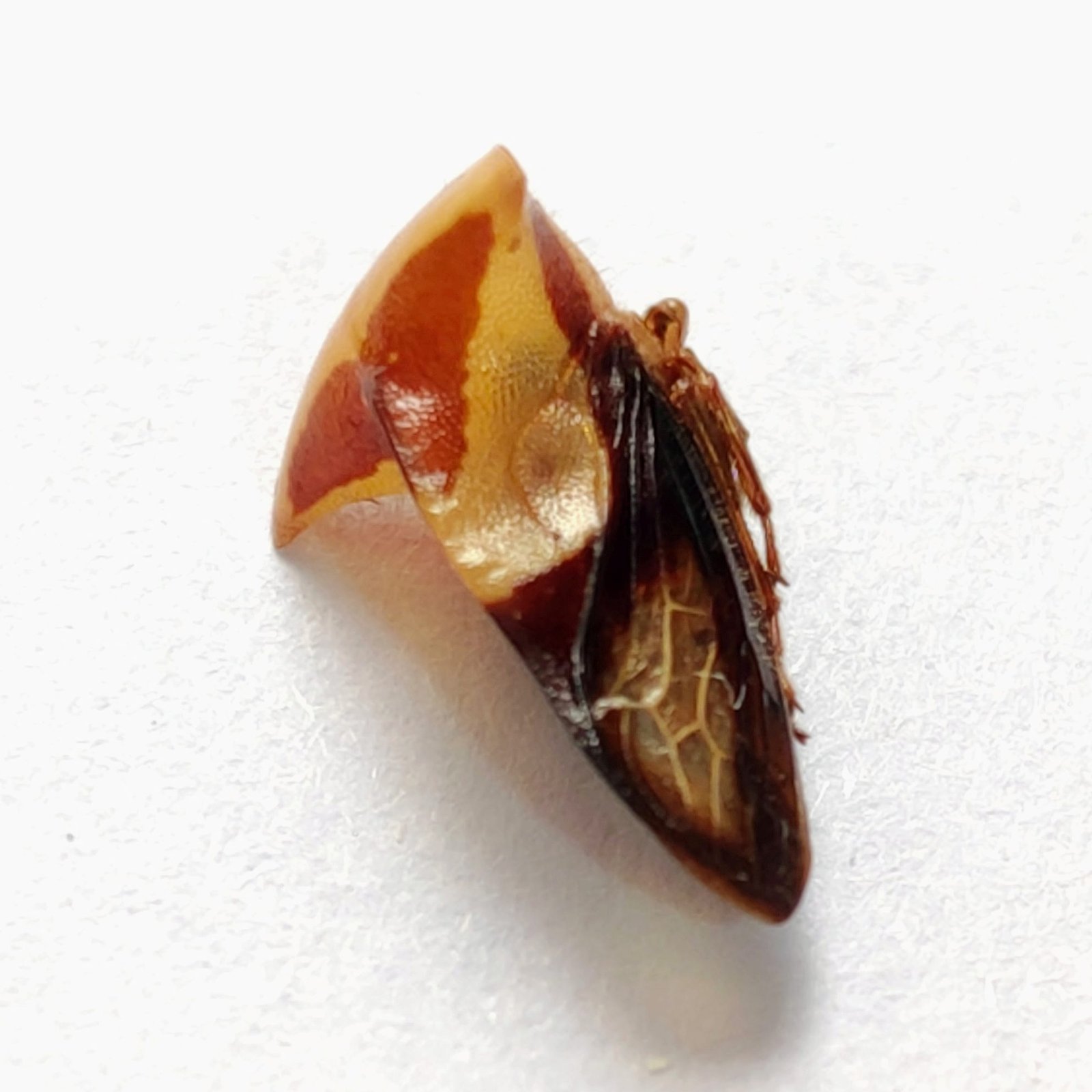 120 Membracidae - Image 3