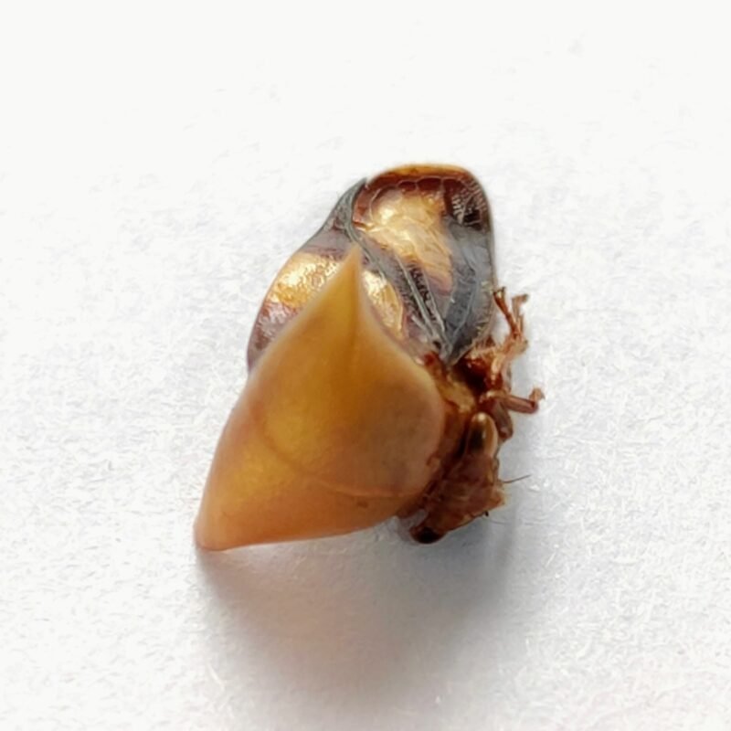 120 Membracidae