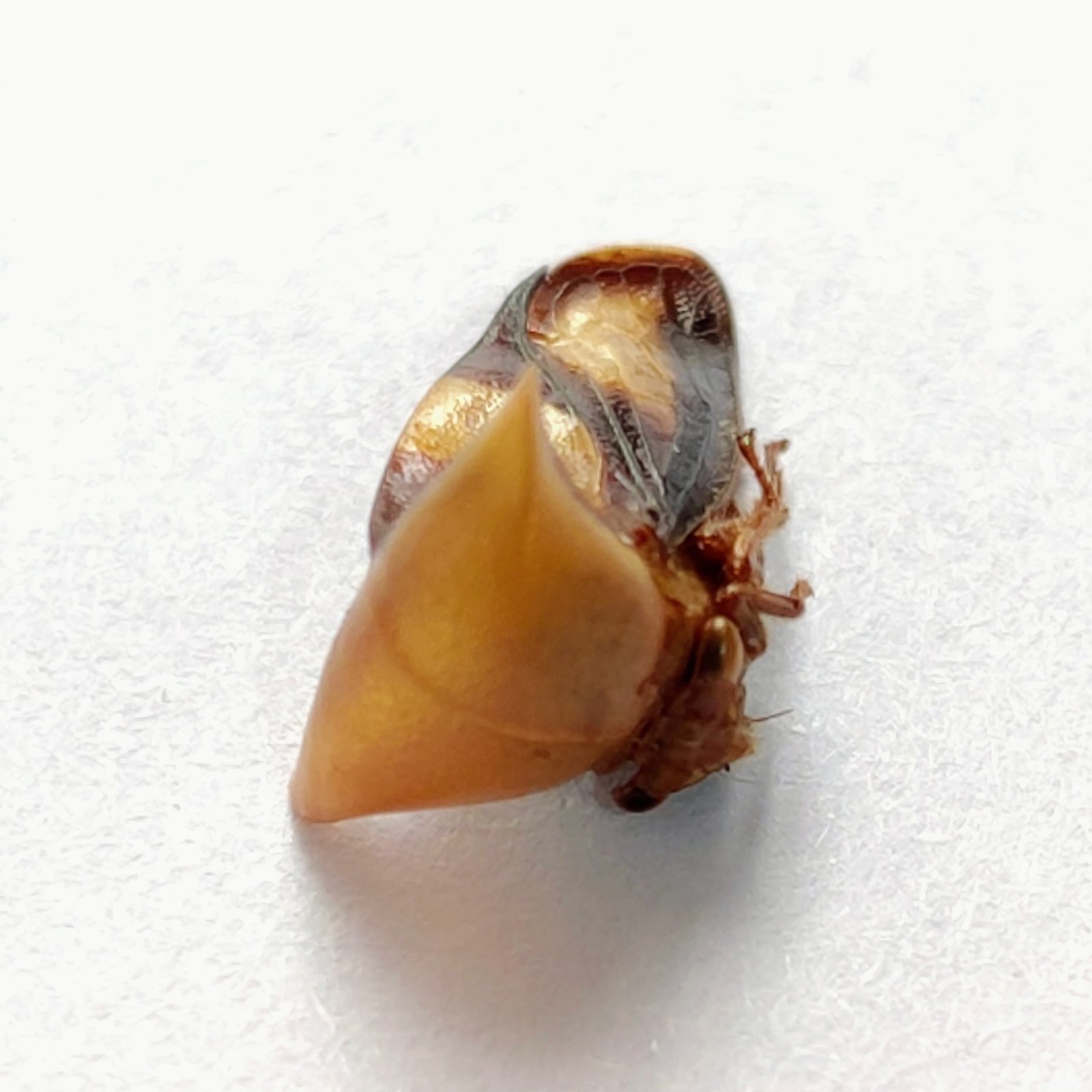 120 Membracidae