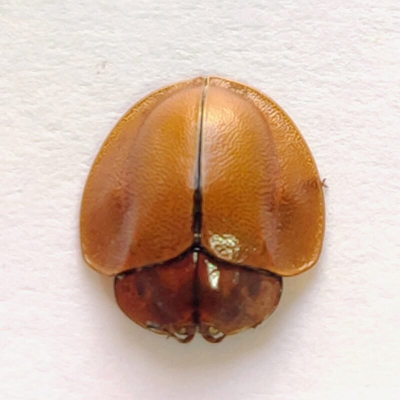121 Chrysomelidae