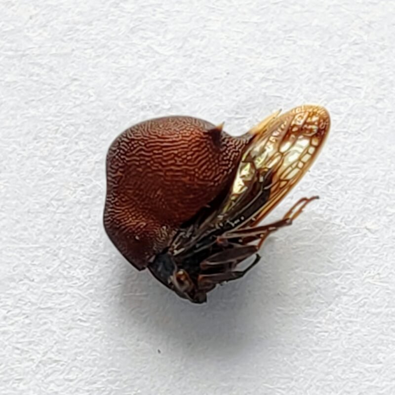 121 Membracidae