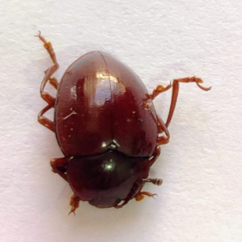 122 Chrysomelidae