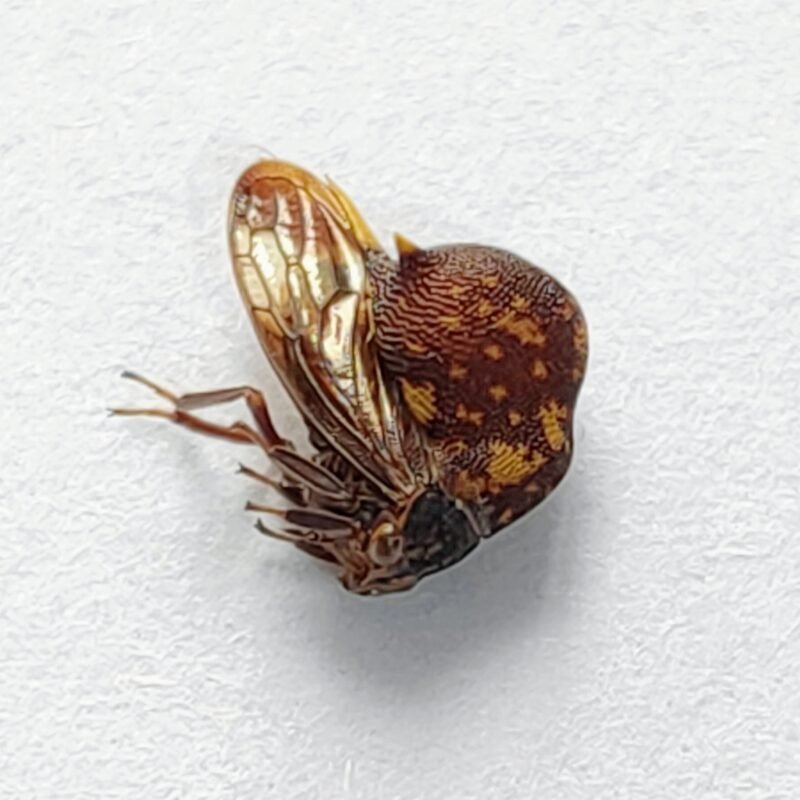122 Membracidae