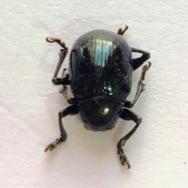 123 Chrysomelidae