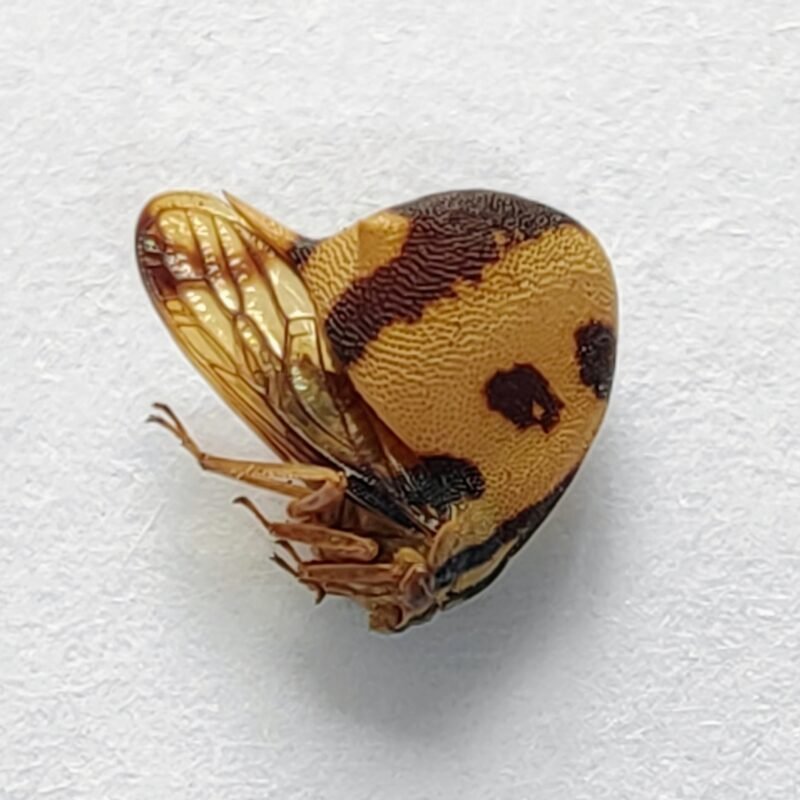 123 Membracidae