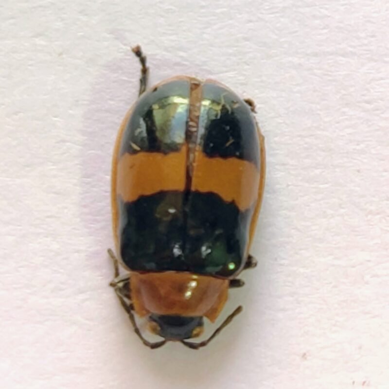 124 Chrysomelidae