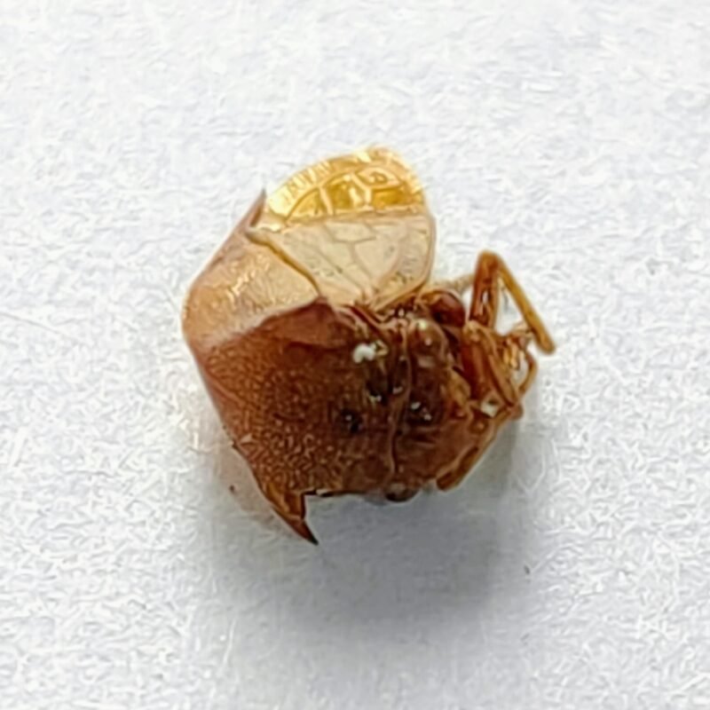 124 Membracidae