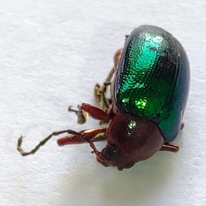 125 Chrysomelidae