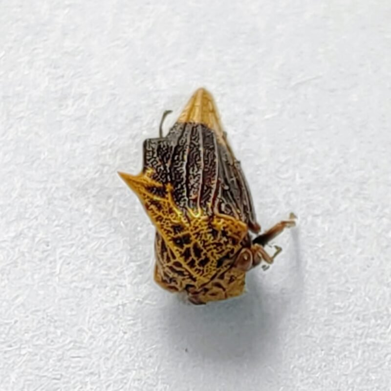 125 Membracidae