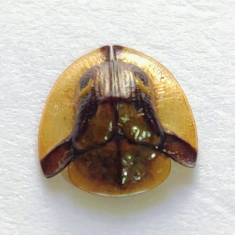 126 Chrysomelidae