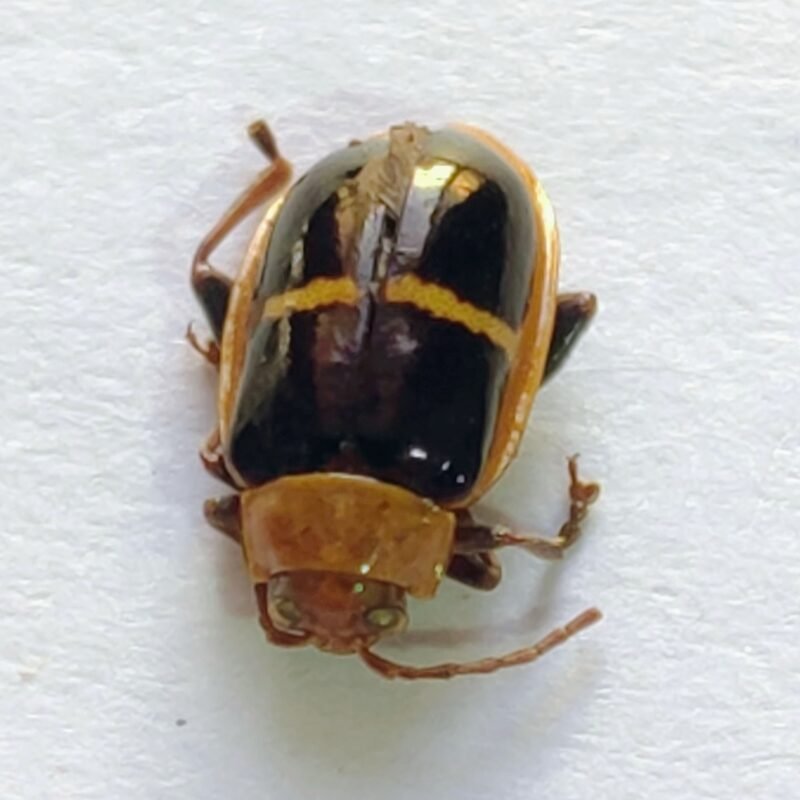 127 Chrysomelidae