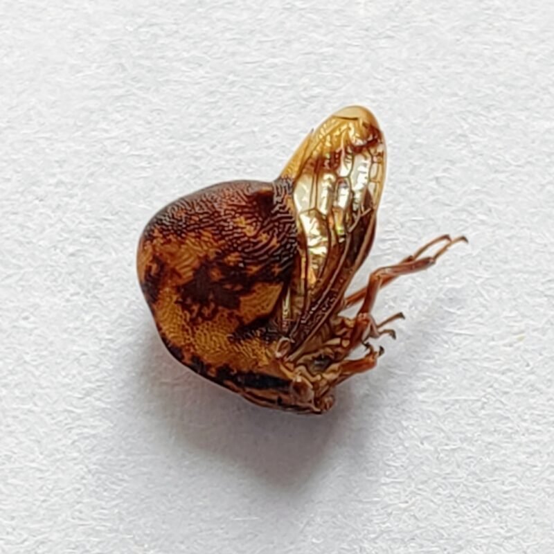 127 Membracidae