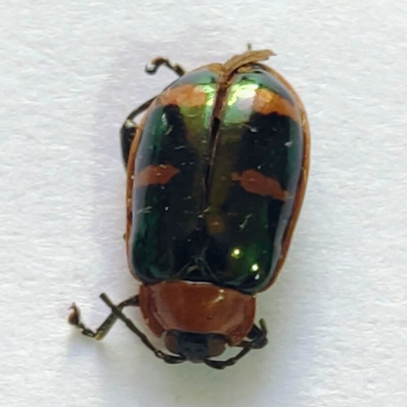 128 Chrysomelidae